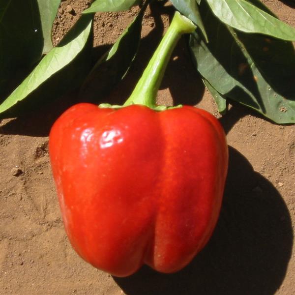 Keystone Resistant Giant Pepper