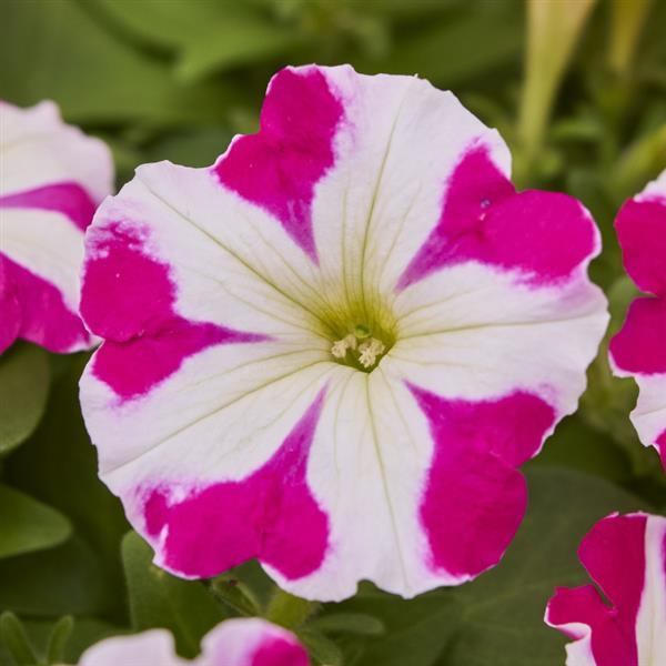 Mambo GP Rose Star Petunia