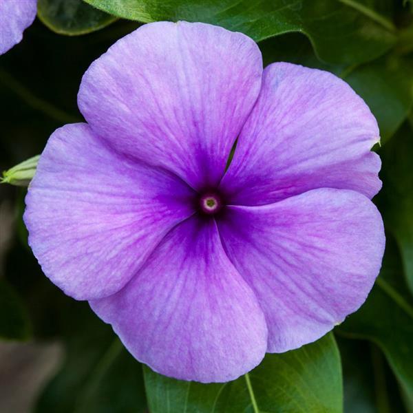 Blockbuster Blue Vinca - Bloom