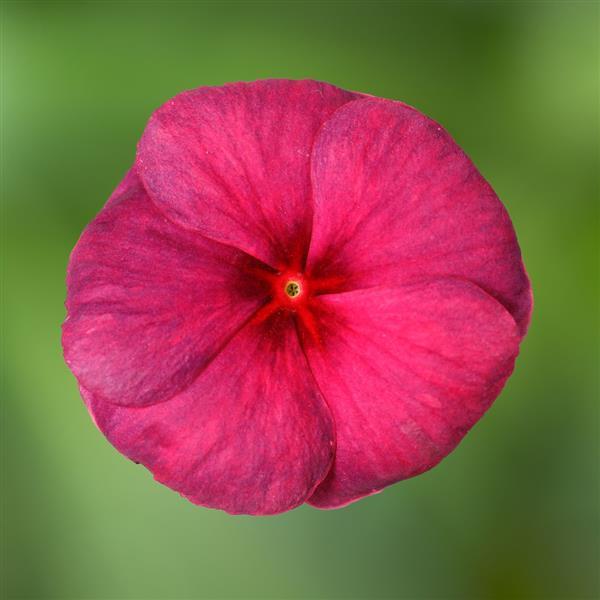 Blockbuster Raspberry Crush Vinca - Bloom