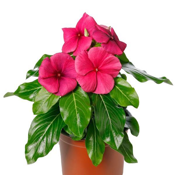 Blockbuster Raspberry Crush Vinca - Container