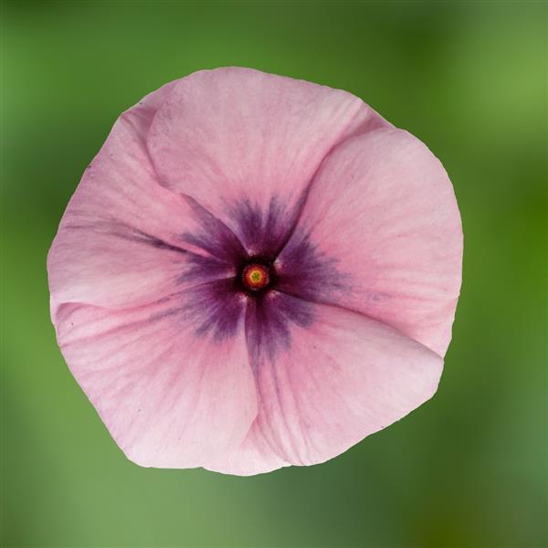 Blockbuster Blackberry Crush Vinca - Bloom