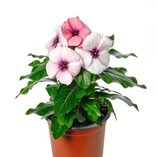 Blockbuster Blackberry Crush Vinca - Container