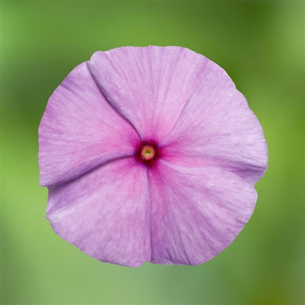 Blockbuster Blueberry Crush Vinca - Bloom