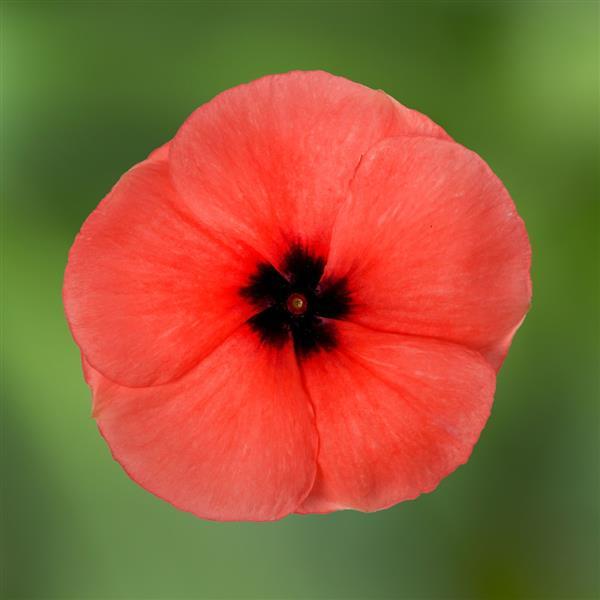 Blockbuster Papaya Crush Vinca - Bloom