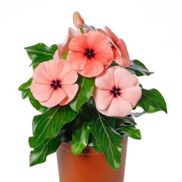 Blockbuster Papaya Crush Vinca - Container
