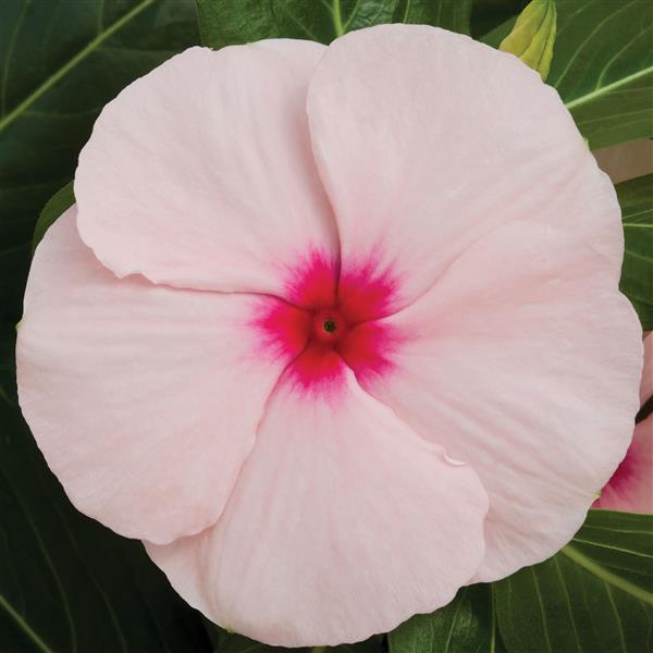 Cora XDR Apricot Vinca - Bloom