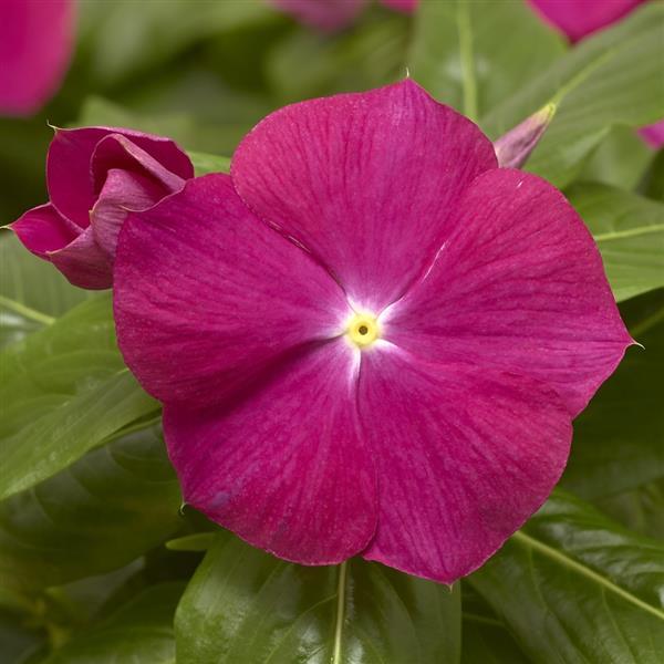 Cora XDR Cranberry Vinca - Bloom