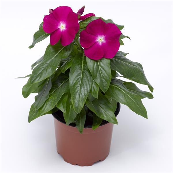 Cora XDR Cranberry Vinca - Container