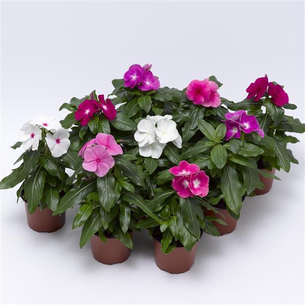 Cora XDR Mix Vinca - Bloom