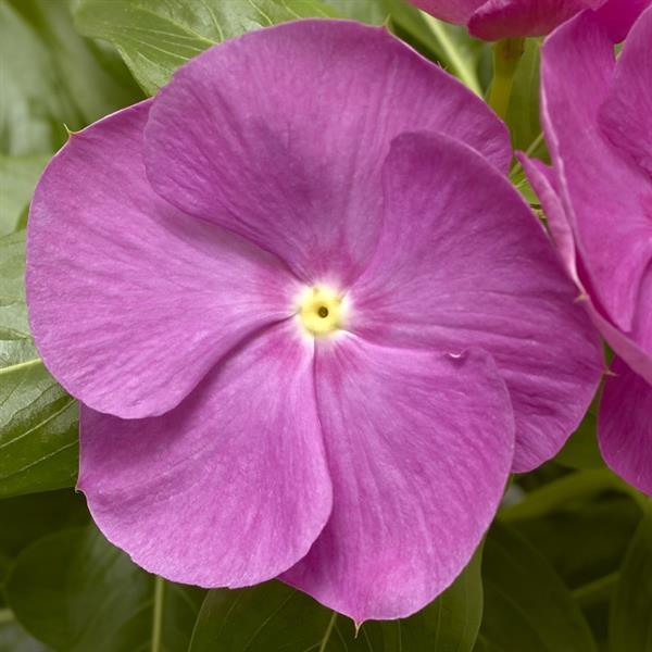 Cora XDR Orchid Vinca - Bloom
