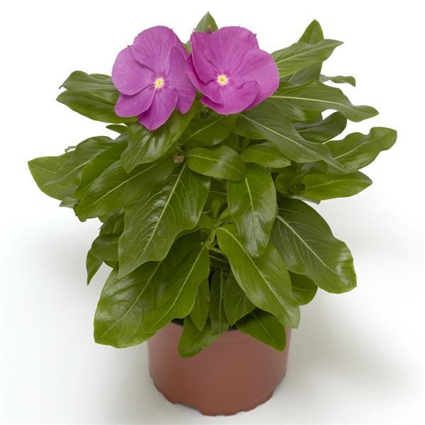 Cora XDR Orchid Vinca - Container