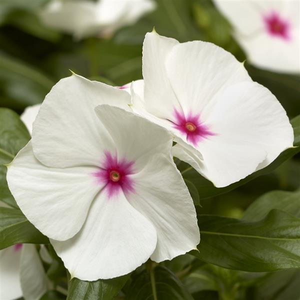 Cora XDR Polka Dot Vinca - Bloom