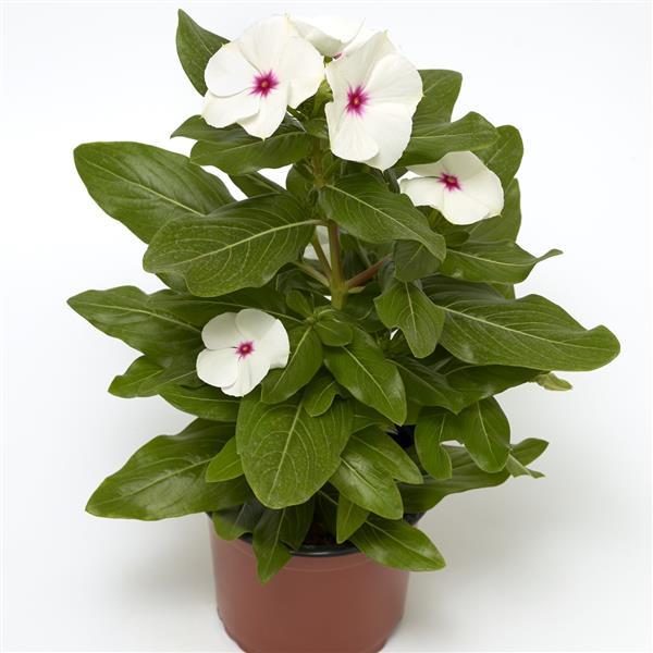 Cora XDR Polka Dot Vinca - Container