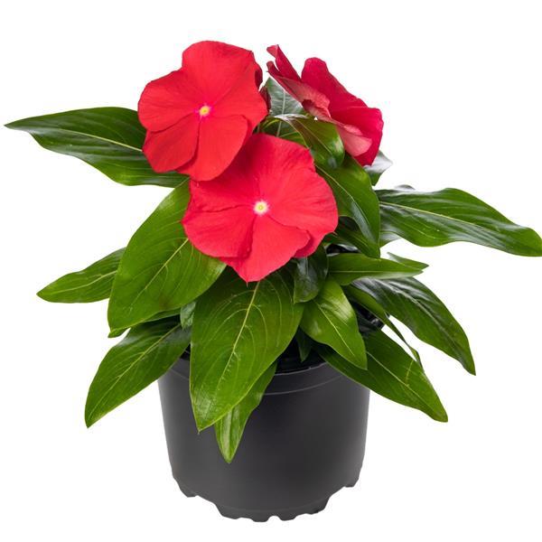 Cora XDR Red Glow Vinca - Container