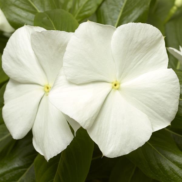 Cora XDR White Vinca - Bloom