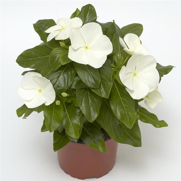 Cora XDR White Vinca - Container
