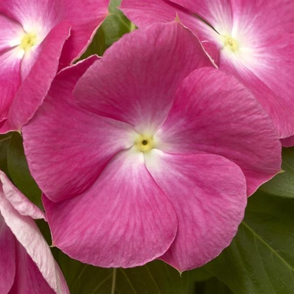 Cora XDR Pink Halo Vinca - Bloom