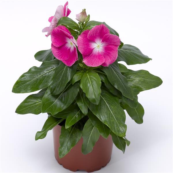 Cora XDR Pink Halo Vinca - Container