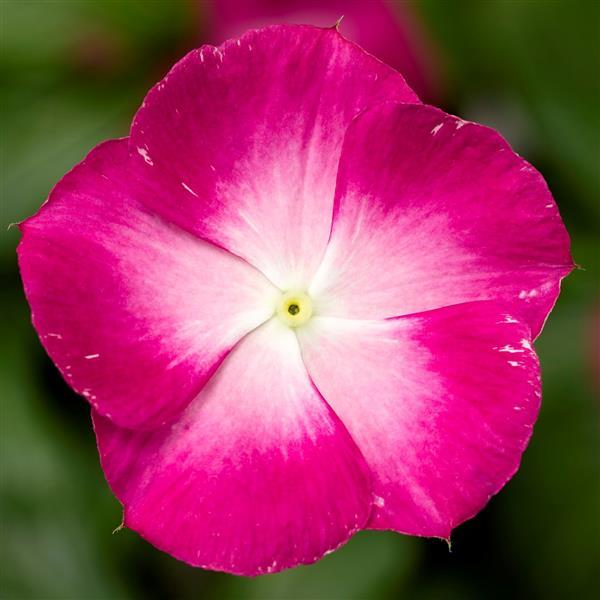 Cora XDR Magenta Halo Vinca - Bloom