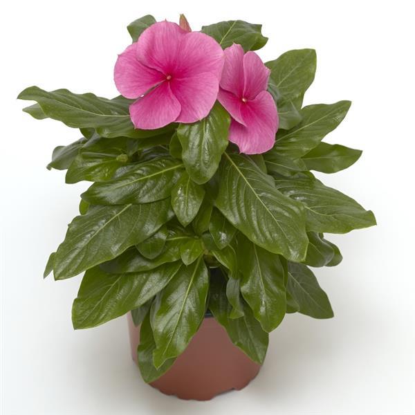 Cora XDR Deep Strawberry Vinca - Container