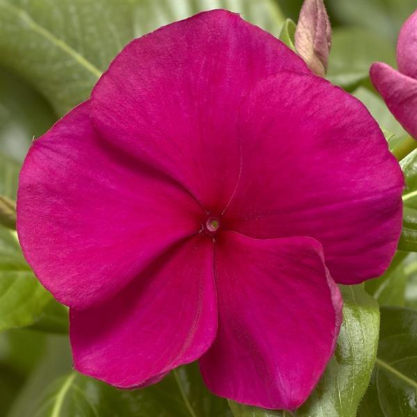 Cora XDR Hotgenta Vinca - Bloom