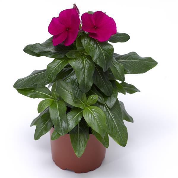 Cora XDR Hotgenta Vinca - Container
