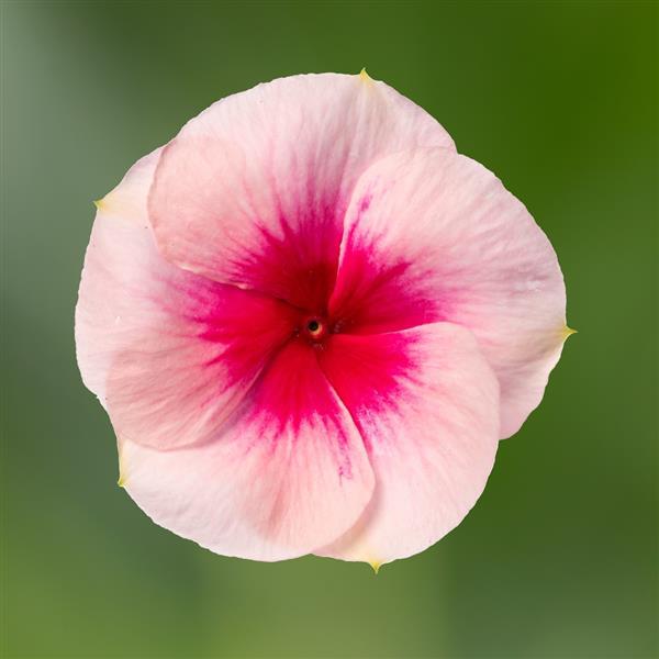 Cora XDR Blush Splash Vinca - Bloom