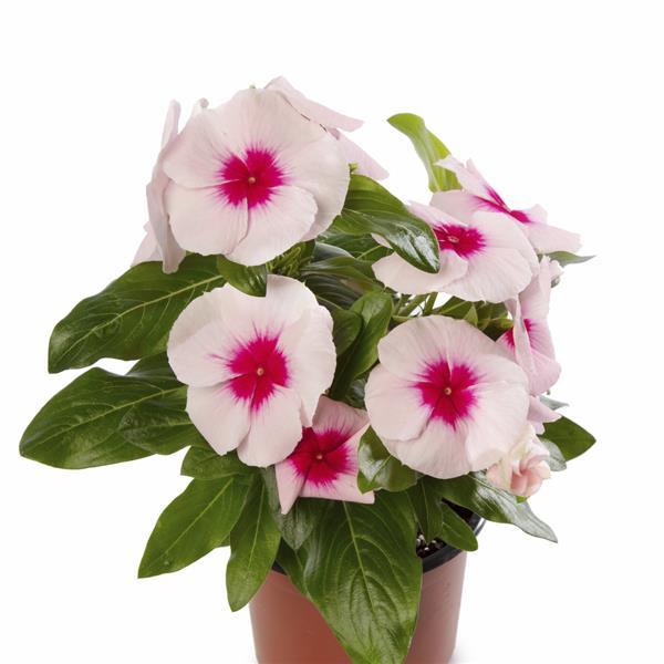 Cora XDR Blush Splash Vinca - Container