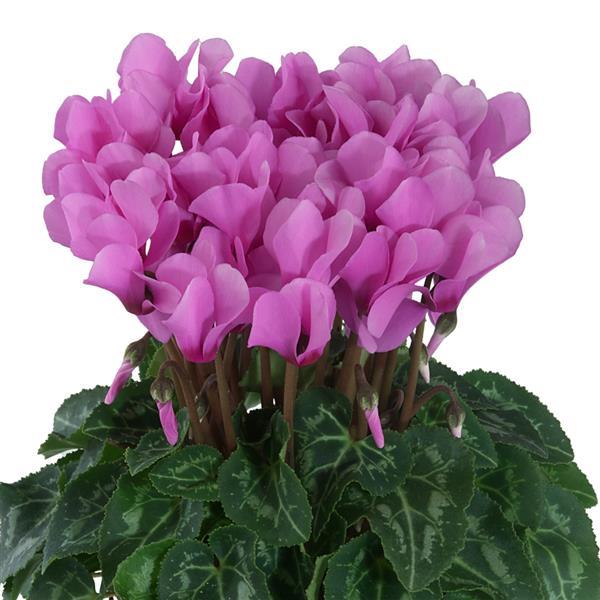Metis® Lilac Cyclamen - Bloom