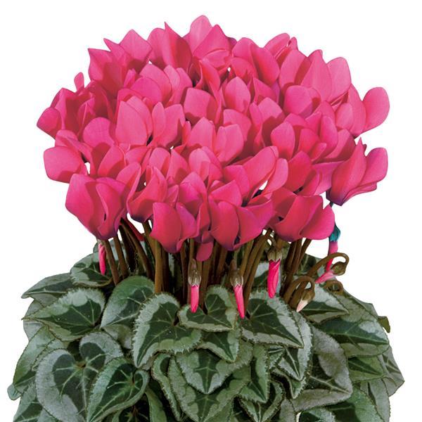 Metis® Deep Rose Silverleaf Cyclamen - Bloom