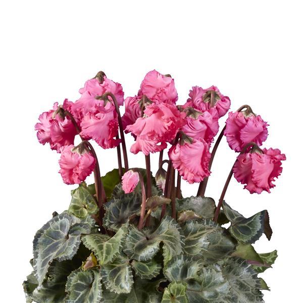 Metis® Lucerna Salmon Cyclamen - Bloom