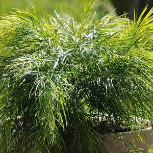 Cousin Itt Acacia - Bloom