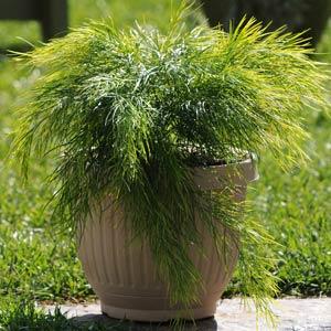 Cousin Itt Acacia - Container