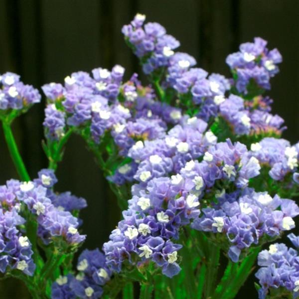 Seeker Pastel Blue Limonium