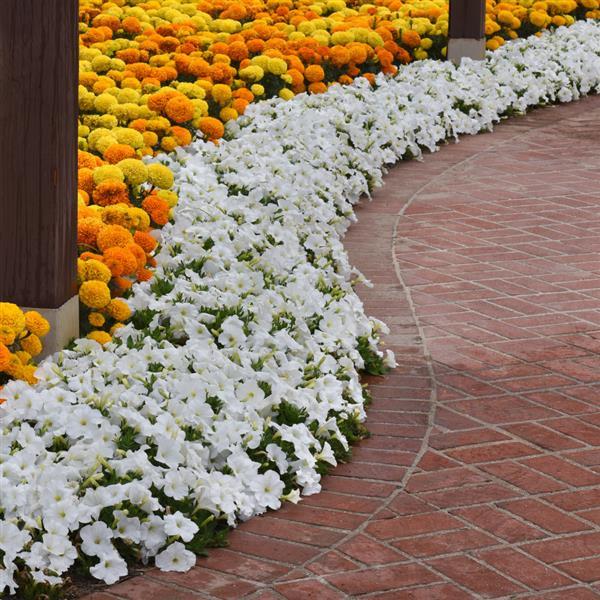 E3 Easy Wave® White Spreading Petunia - Landscape
