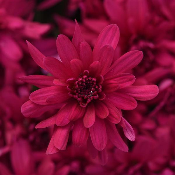 Grapeberry Neon Purple Garden Mum