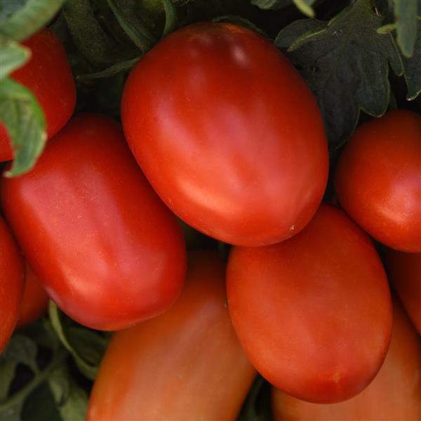 Bellatrix Tomato - Bloom