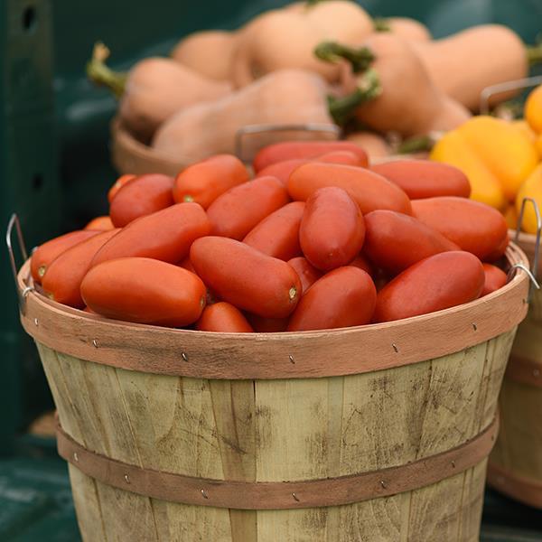Bellatrix Tomato - Container