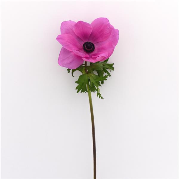 Mona Lisa® Orchid Shade Anemone
