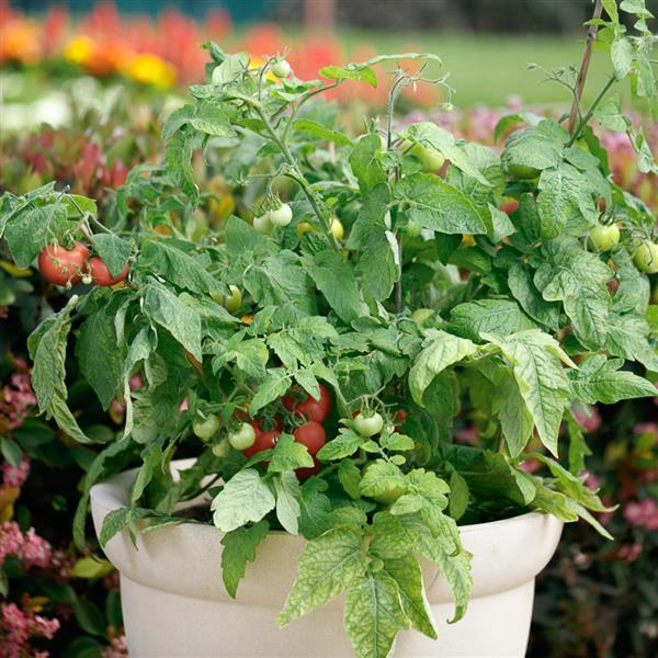 Patio Delight Tomato - Container