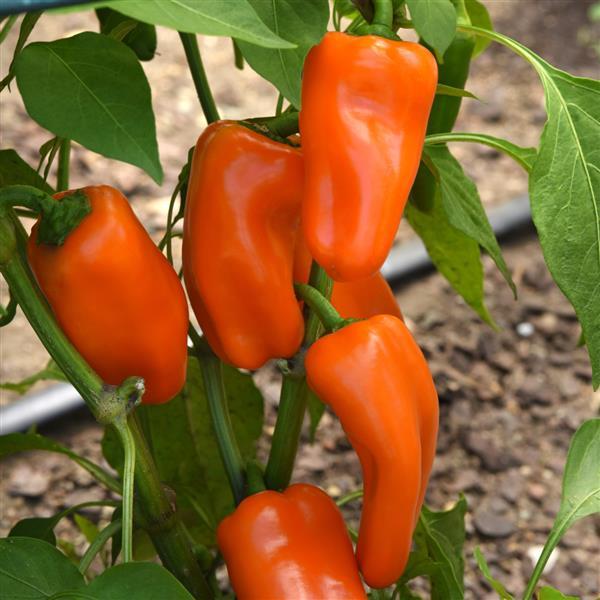 Mardi Gras Fun Orange Pepper - Bloom