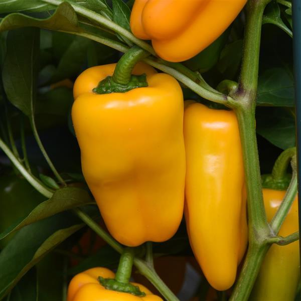 Mardi Gras Fun Yellow Pepper - Bloom