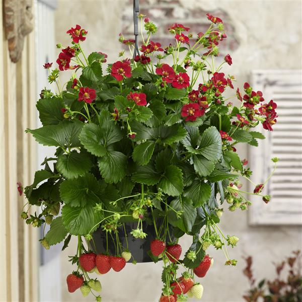 Berri Basket™ Ruby Ann Strawberry - Basket