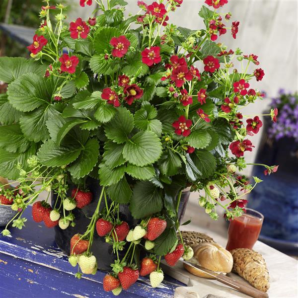 Berri Basket™ Ruby Ann Strawberry - Container
