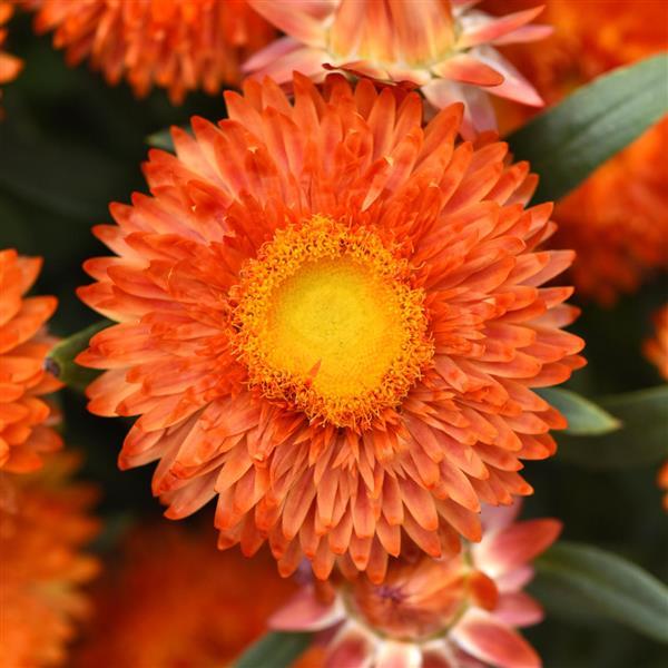 Mohave™ Orange Bracteantha - Bloom
