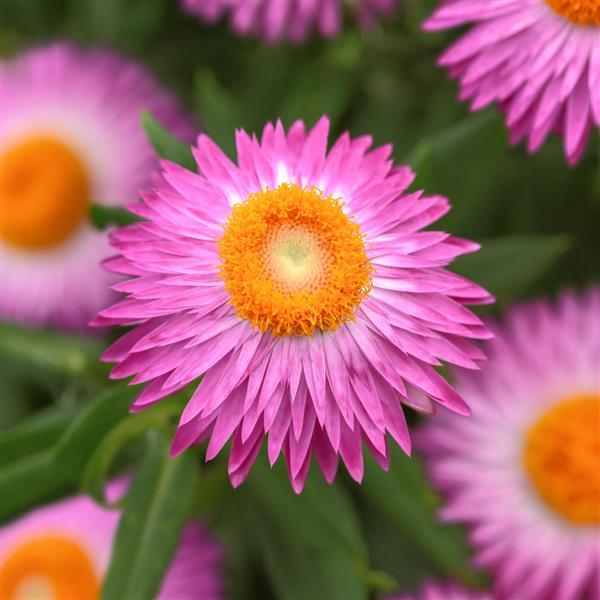 Mohave™ Pink 26 Bracteantha - Bloom