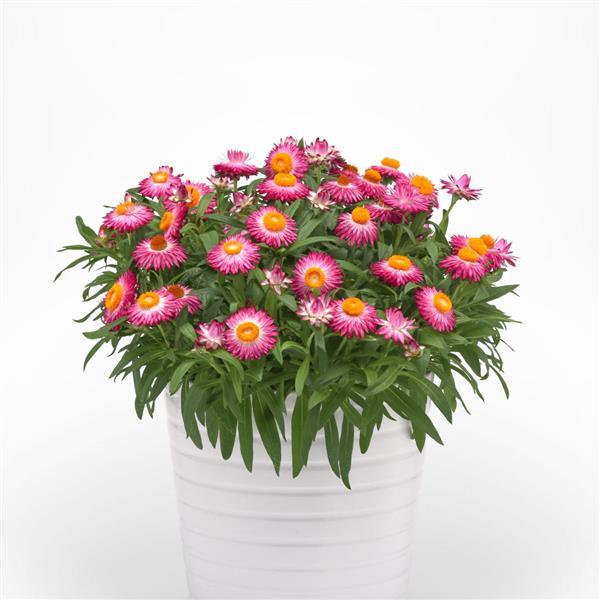 Mohave™ Pink 26 Bracteantha - Container