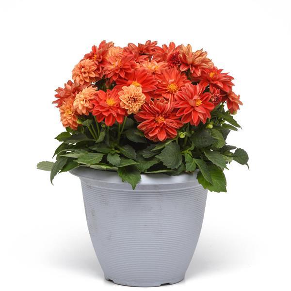 Dahlietta® Anna Dahlia - Container