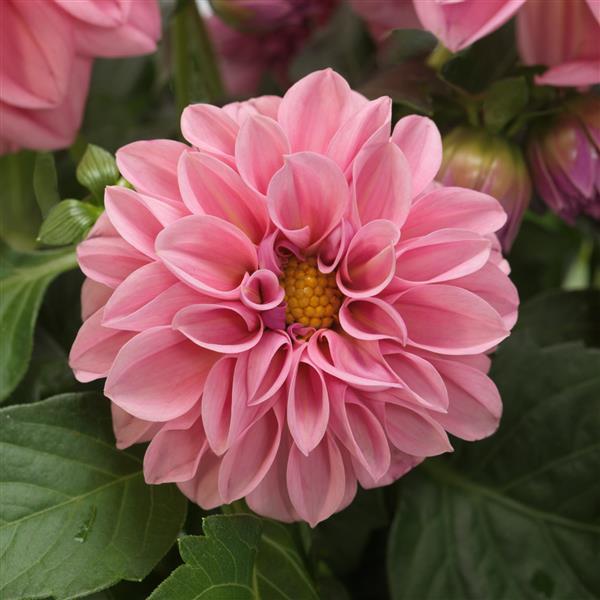 Dahlietta® Emily Dahlia - Bloom